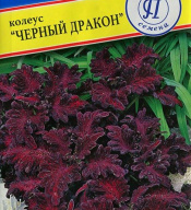 Колеус Черный дракон "Престиж семена"