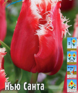 Тюльпан бахромчатые Нью Санта