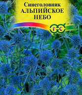Синеголовник Альпийское небо  "Гавриш"