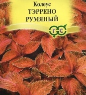 Колеус Тэррено румяный  "Гавриш"