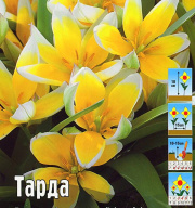 Тюльпан ботанический Тарда 