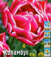 Тюльпан махровый Коламбус