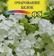 Флокс Друммонда очарование белое "Гавриш"