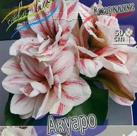 Амариллис махровый Акуаро