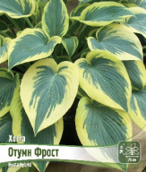 Хоста Отумн Фрост