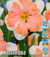 Нарцисс розовый Кассанова