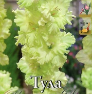 Гладиолус гофрированный Тула