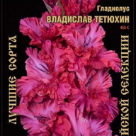 Гладиолус Владислав Тетюхин 