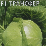Капуста белокачанная F1 Трансфер "Гавриш"