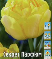 Тюльпан махровый Секрет Парфюм