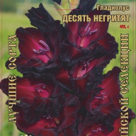 Гладиолус Десять Негритят