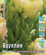 Тюльпан густомахровый + зеленоцветный Бруклин