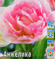 Тюльпан махровый Анжелика