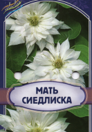 Клематис крупноцветковый Мать Сиедлиска