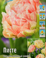 Тюльпан махровый  Писте