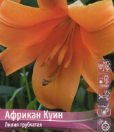 Лилия трубчатая Африкан Куин