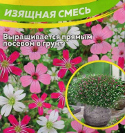 Гипсофила Изящная смесь "семена Алтая"