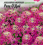 Лобулярия морская Рози О Дей "Гавриш"