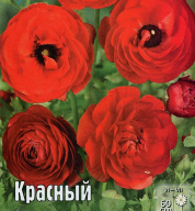 Ранункулюс Красный