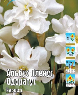 Нарцисс Альбус Пленус Одоратус 