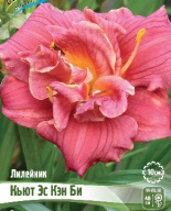 Лилейник махровый  Кьют Эс Кэн Би