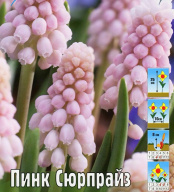 Мускари Пинк Сюрпрайз 
