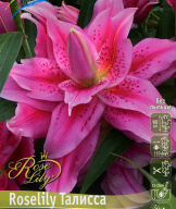 Лилия восточная Roselily Талисса