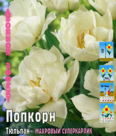 Тюльпан махровый суперкарлик Попкорн 