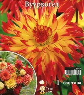 Георгина кактусовая  Фурфогель