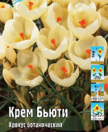 Крокус ботанический Крем Бьюти