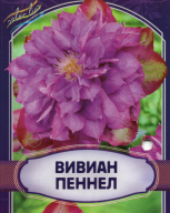 Клематис крупноцветковый Вивиан Пеннел 