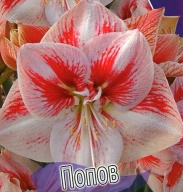Амариллис Попов 