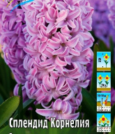 Гиацинт Сплендид Корнелия