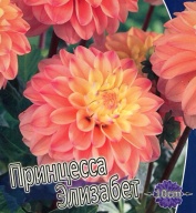 Георгин низкорослый бордюрная Элизабет