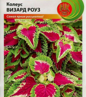 Колеус Визард Роуз  "Русский Огород"