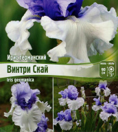 Ирис германский Винтри Скай