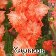 Гладиолус гофрированный Харьков