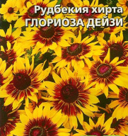 Рудбекия хирта Глориоза Дейзи "Уральский дачник"