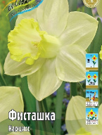 Нарцисс  трубчатый Фисташка