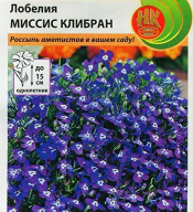 Лобелия Миссис Клибран "Русский огород"