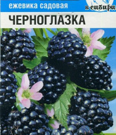Ежевика садовая Черноглазка "Сибирский сад"