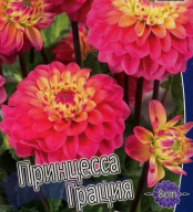 Георгин Принцесса Грация
