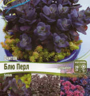 Очиток Блю Перл 