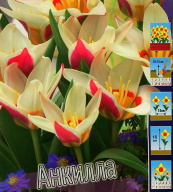 Тюльпан Анкилла