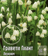 Белоцветник (леукоюм)  Гравети Гиант