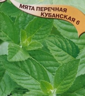 Мята перечная Кубанская 6 "Гавриш"
