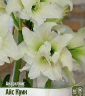 Амариллис махровый Айс Куин 