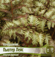 Кочедыжник (папоротник) Пьютер Лейс
