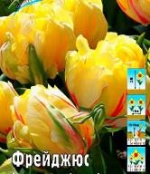 Тюльпан махровый Фрейджюс