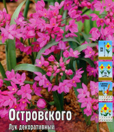Лук декоративный Островского